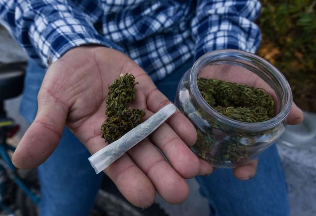 Marihuana ya no figura en las listas de estupefacientes como una droga peligrosa: ONU