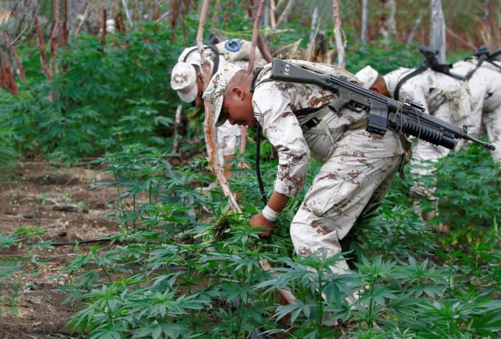 Ejército da unos de los golpes más importantes al narcotráfico en lo que van del año