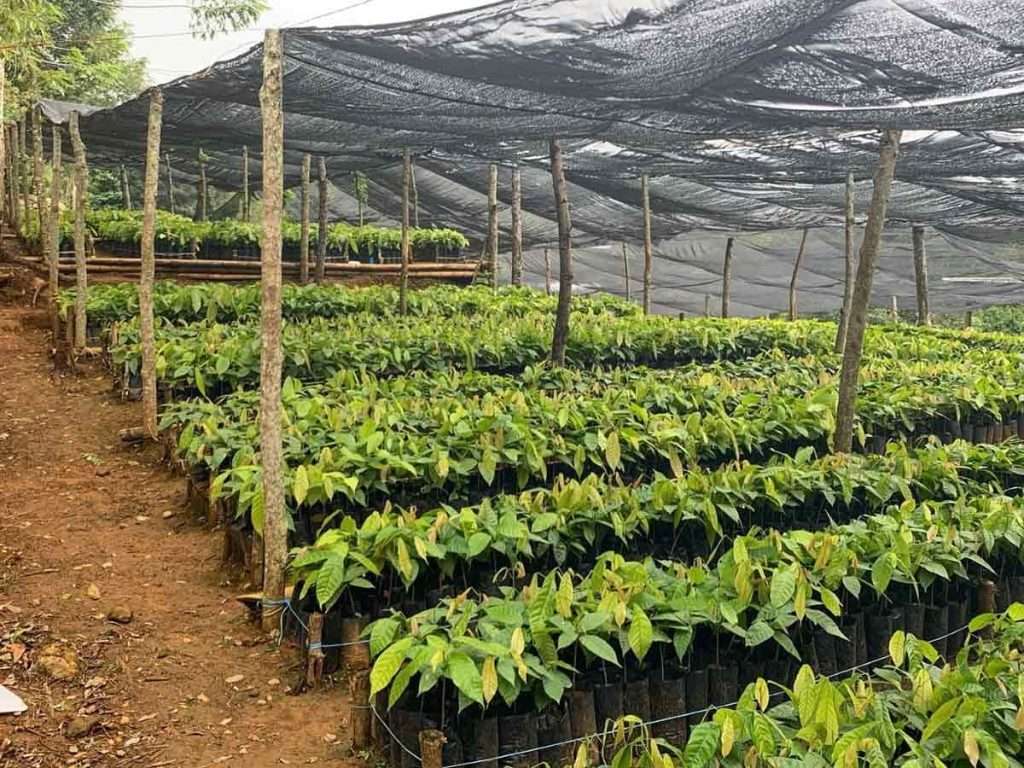 Ejército resguarda 100 millones de plantas para el programa ‘Sembrando Vida’