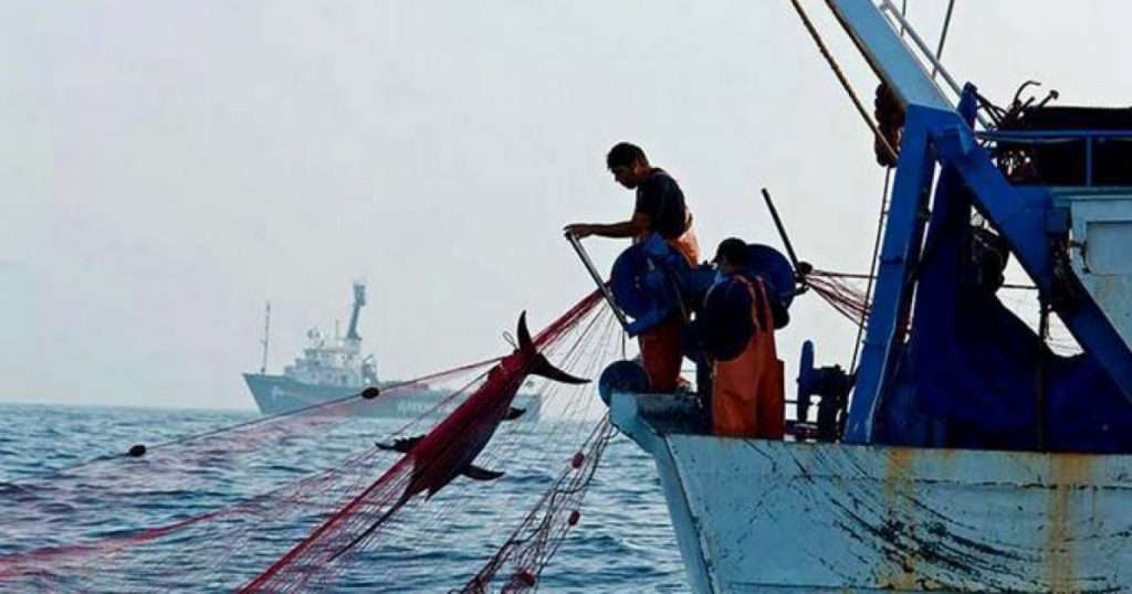 Recortes favorecen pesca ilegal, principalmente de especies amenazadas